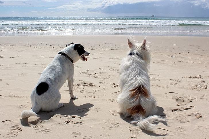 Pet Friendly in Seaside Oregon